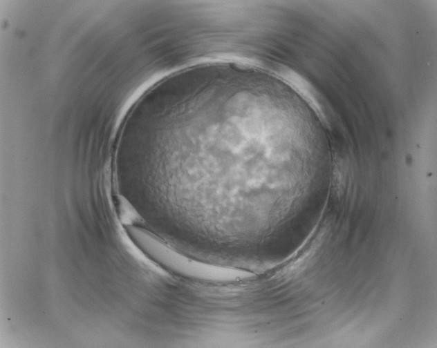 X0000066521100200603201317