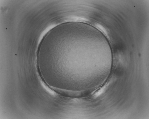 X0000066521136200603201317