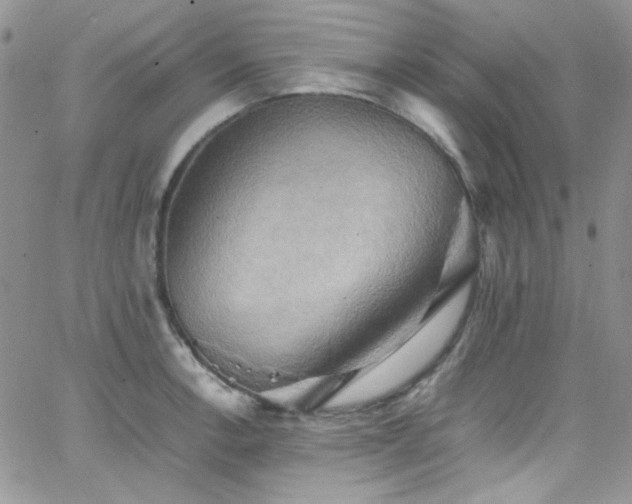 X0000066521138200603201317