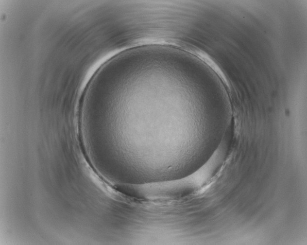 X0000066521148200603201317