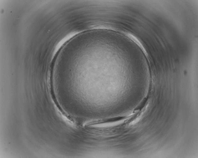 X0000066521149200603201317