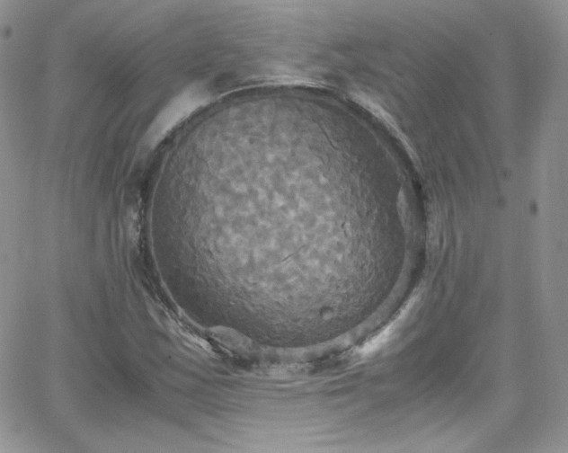 X0000066521163200603201316