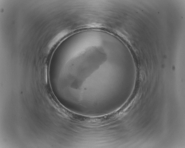 X0000066521171200603201316