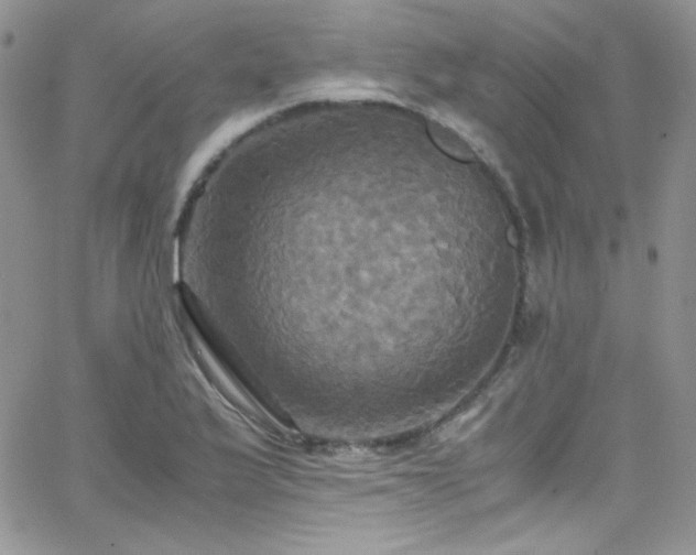 X0000066521175200603201316