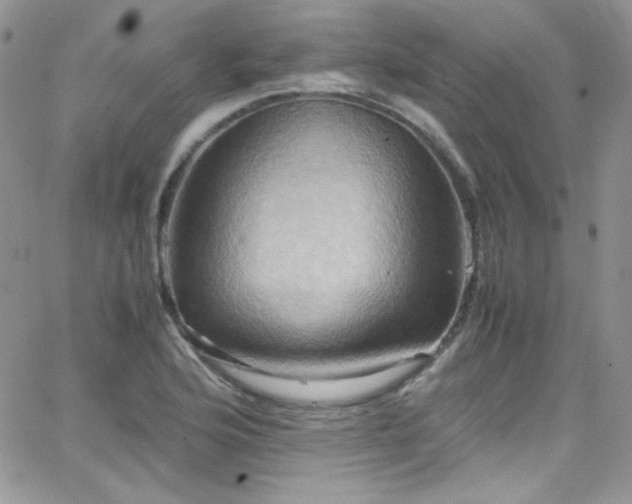 X0000066521176200603201316