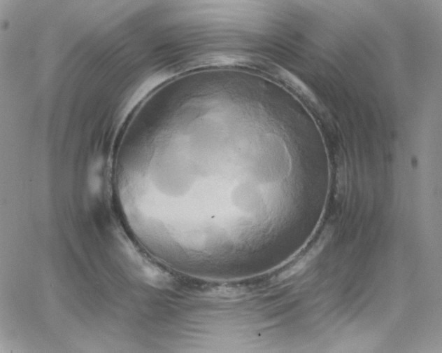 X0000066521178200603201316