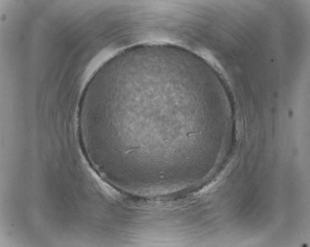 X0000066521183200603201316