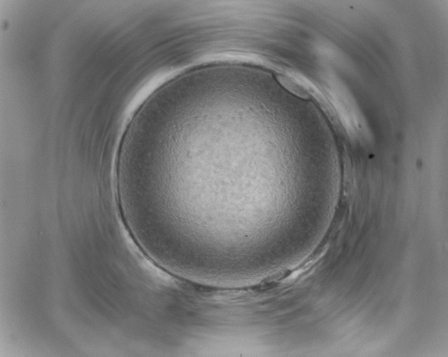 X0000066521199200603201315