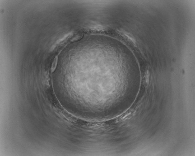 X0000066521205200603201315