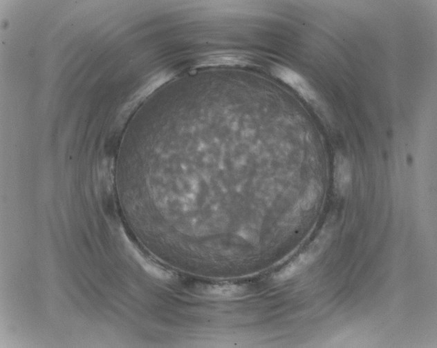 X0000066521233200603201315