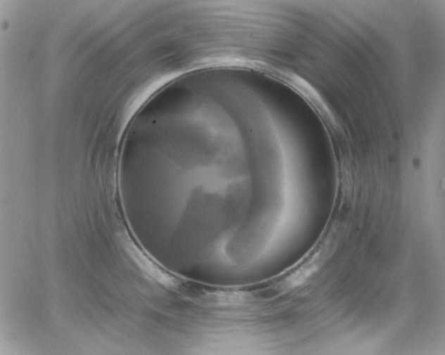 X0000066521244200603201315