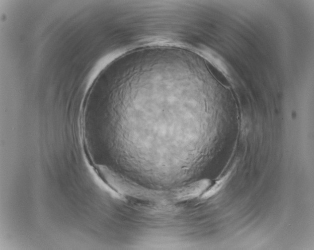 X0000066521247200603201315