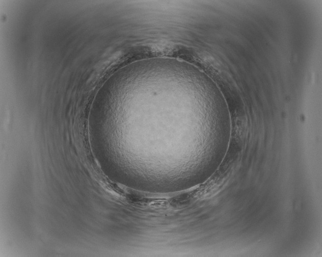 X0000066521249200603201315