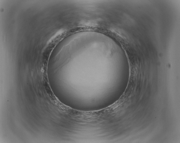 X0000066521254200603201315