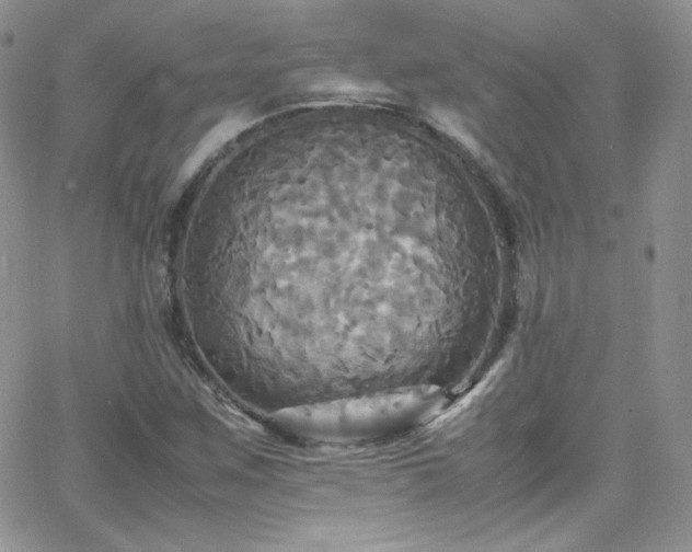 X0000066521259200603201314