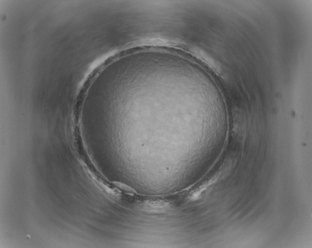 X0000066521264200603201314