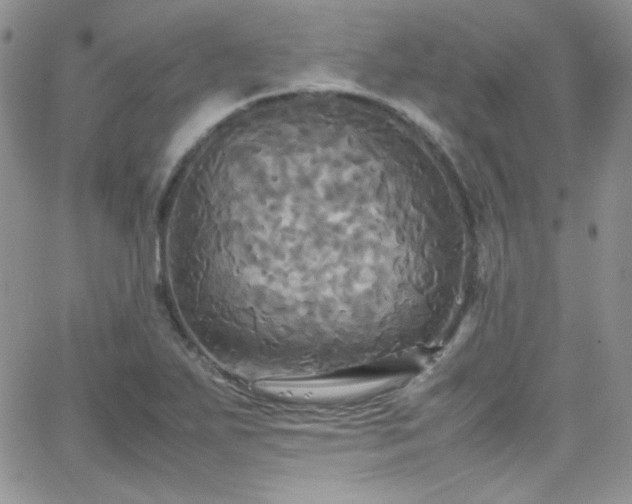 X0000066521271200603201314