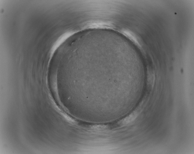 X0000066521277200603201314