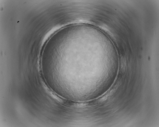 X0000066521278200603201314