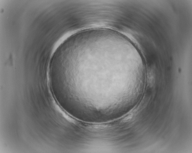 X0000066521294200603201314