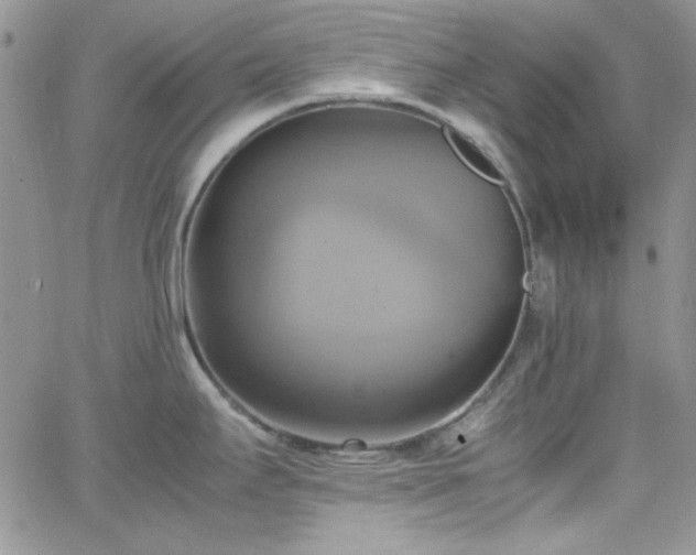 X0000066521295200603201314