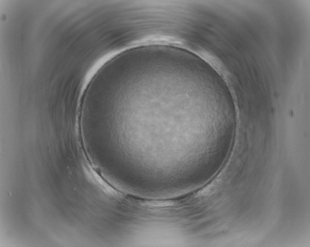 X0000066521296200603201314