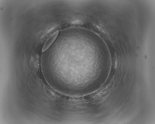 X0000066521301200603201313