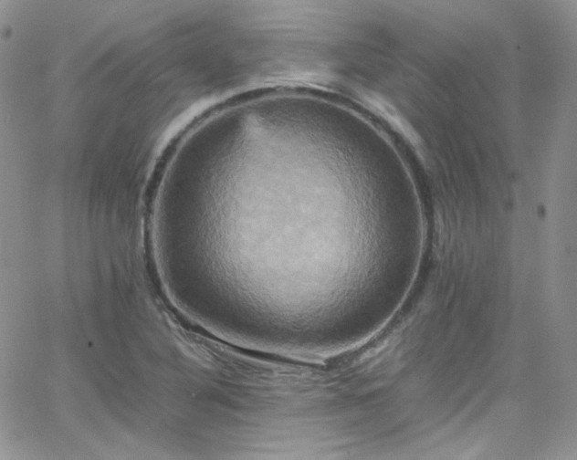 X0000066521316200603201313