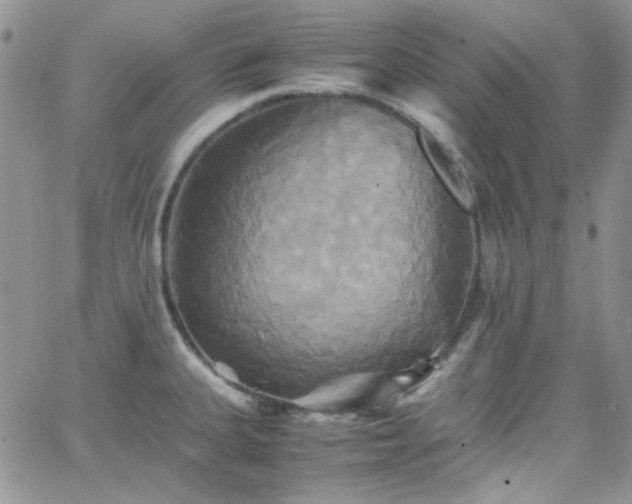 X0000066521335200603201314