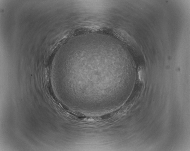 X0000066521347200603201313