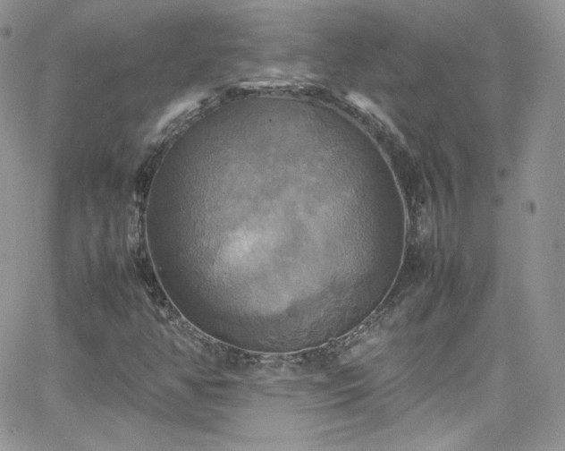 X0000066521350200603201313