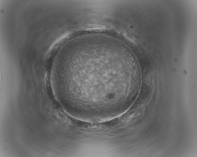 X0000066521351200603201313