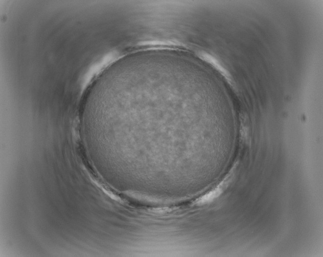 X0000066521357200603201313