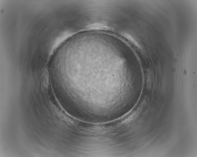 X0000066521358200603201313