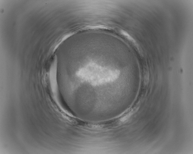 X0000066521361200603201313