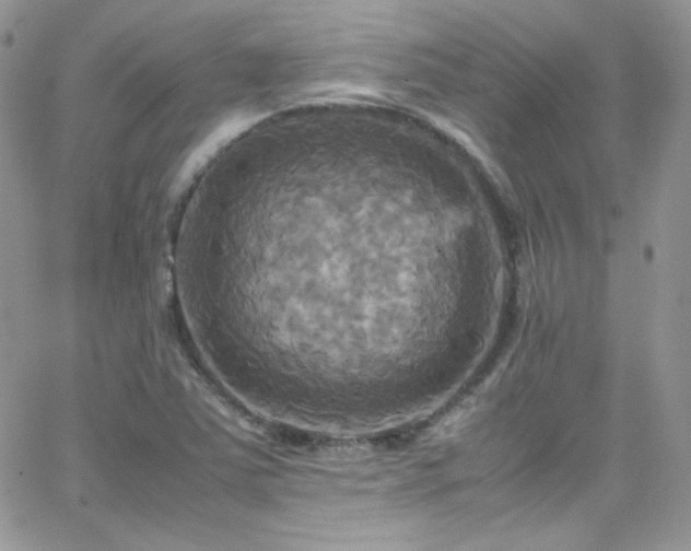 X0000066521363200603201313