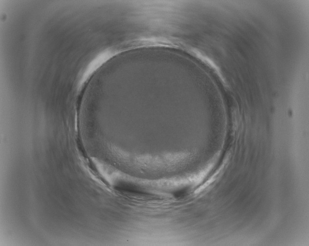 X0000066521365200603201313