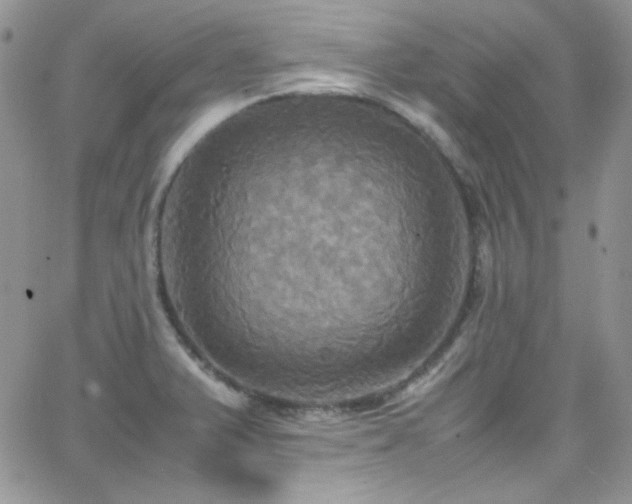 X0000066521375200603201313