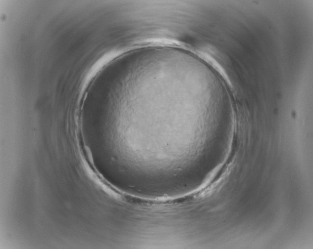 X0000066521381200603201312