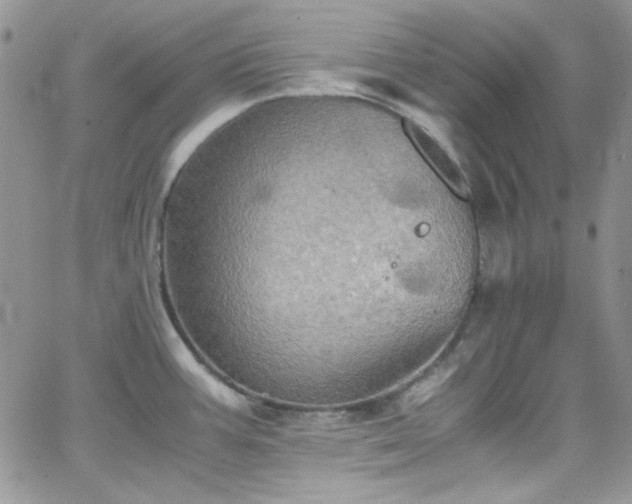 X0000066521387200603201312