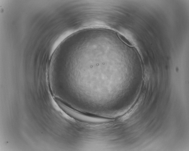 X0000066521390200603201312