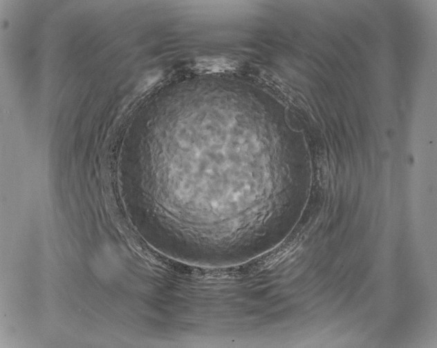 X0000066521393200603201311