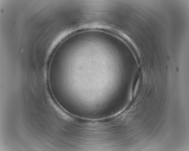 X0000066521416200603201312