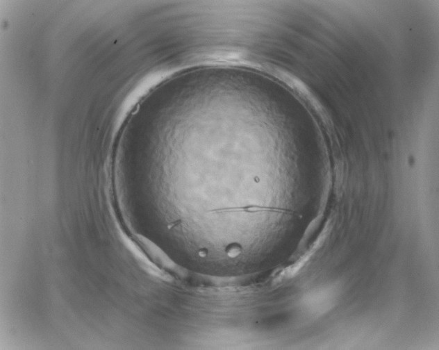 X0000066521432200603201312