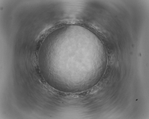 X0000066521446200603201311