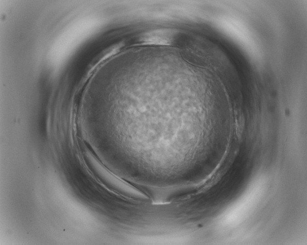 X0000066521487200603201311