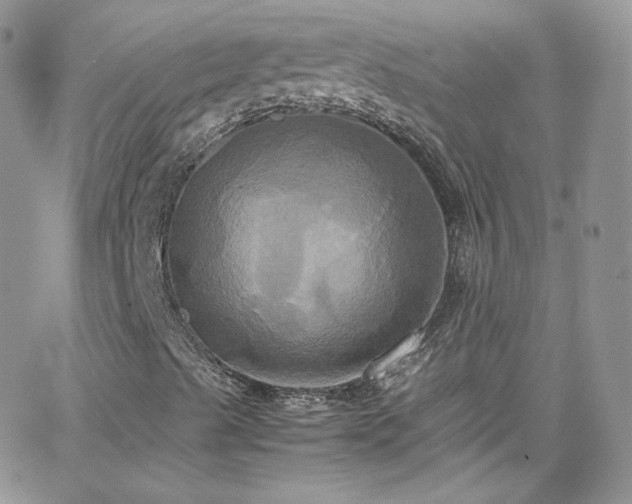 X0000066521489200603201310