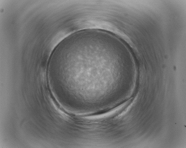 X0000066521513200603201310