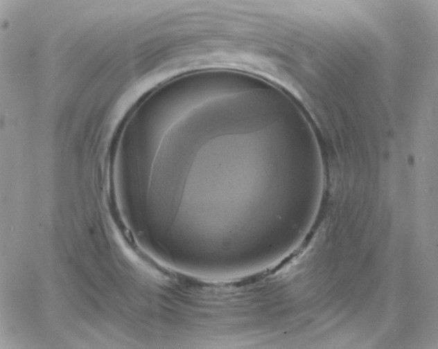 X0000066521515200603201310