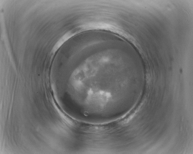 X0000066521521200603201310